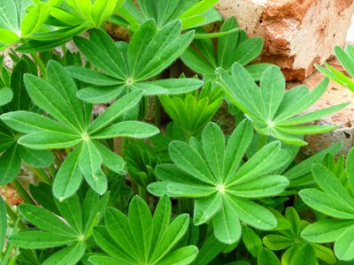 Lupin leaves lupine lupin leaf photo