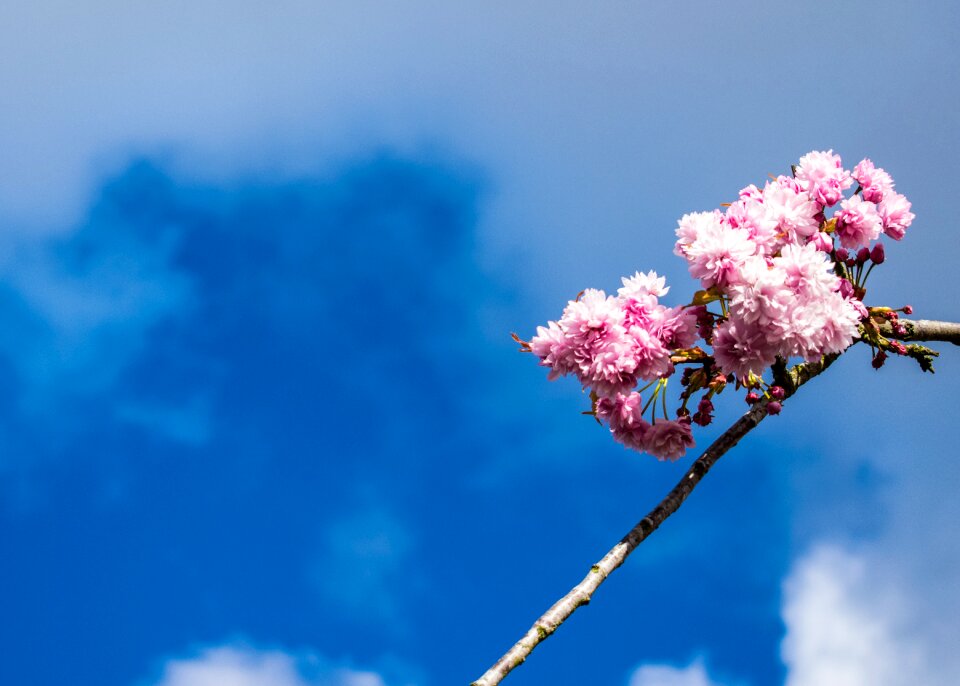 Flower branch april