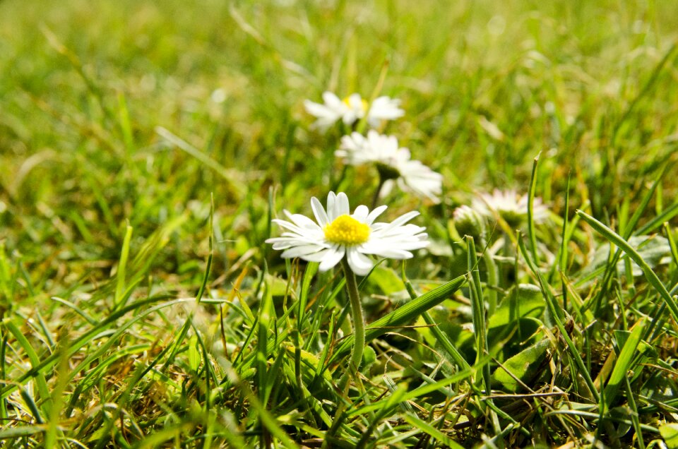 Spring denmark flowers