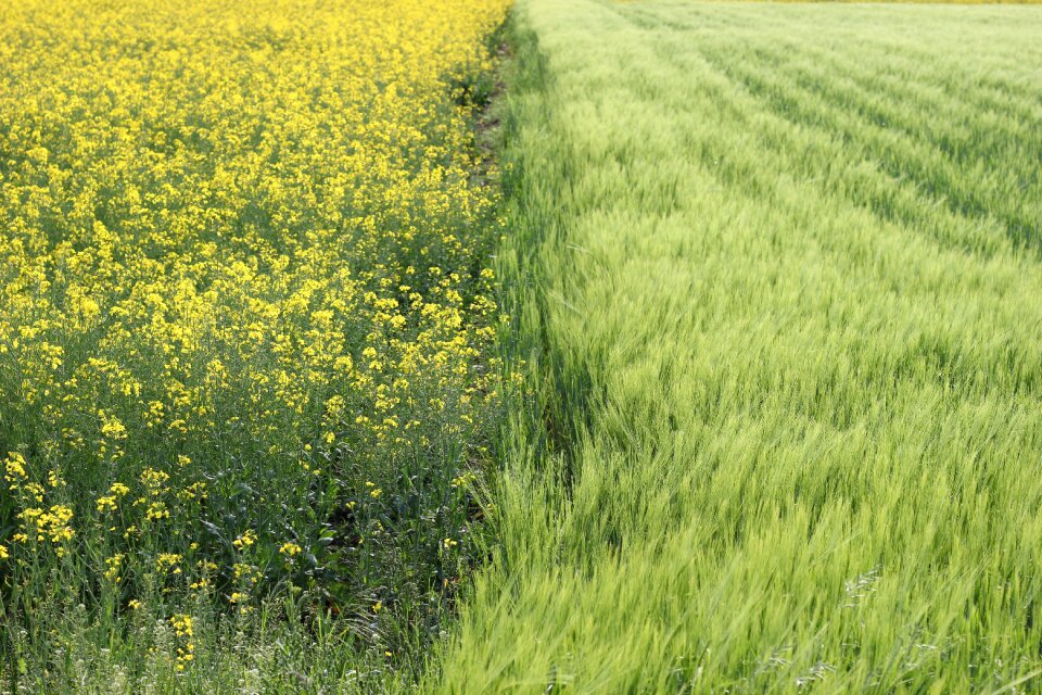 Growth countryside vegetation