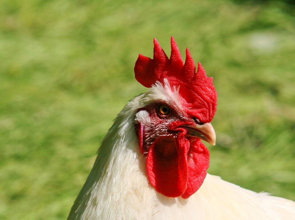 Poultry animal bird