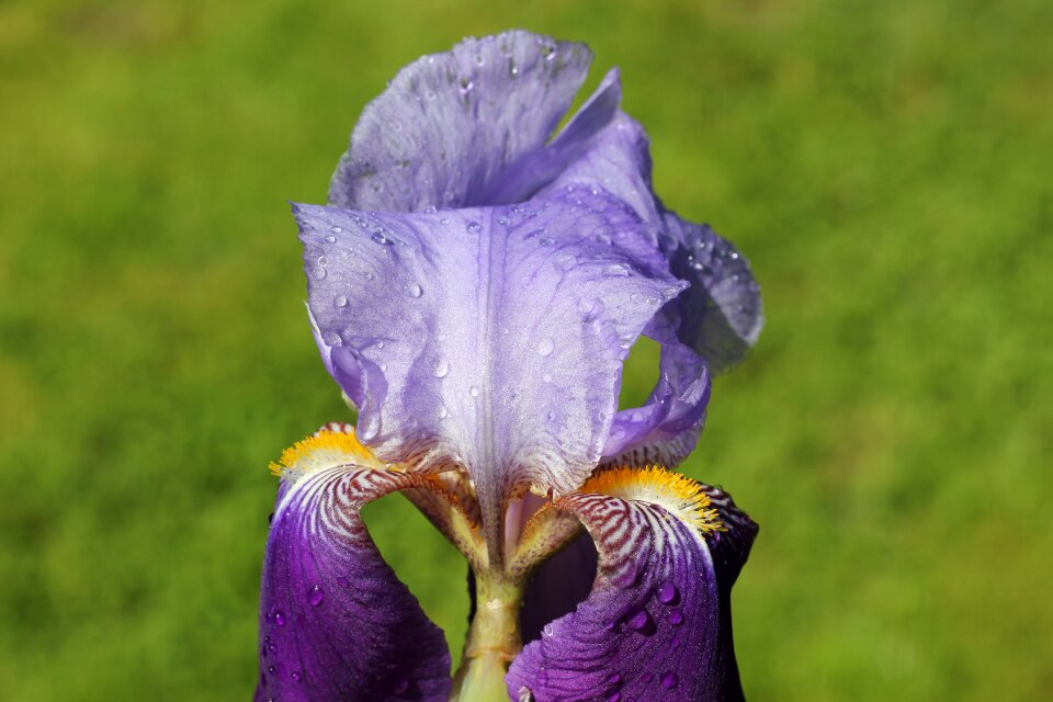 Blue violet petals water drops nature