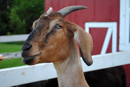 Farm pet billy-goat photo