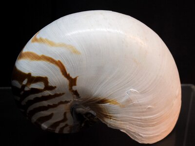 Nature nautilus shell seashell