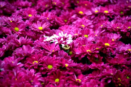 Floral color fresh