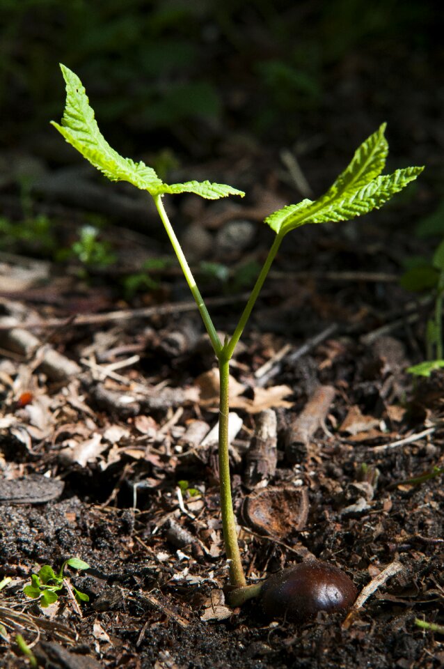 Button tree seedling