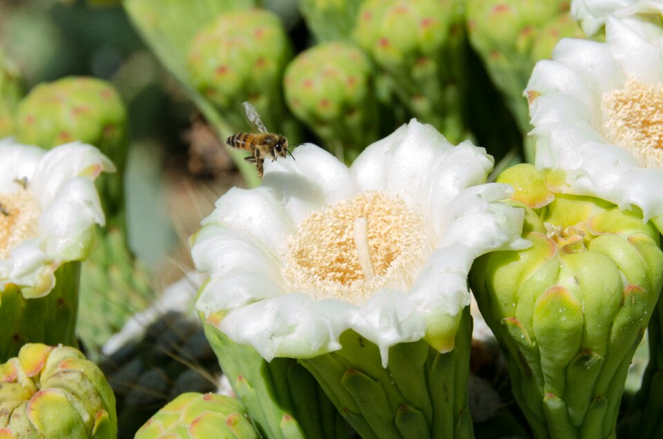 Blossom bee arizona