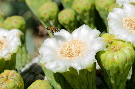 Blossom bee arizona