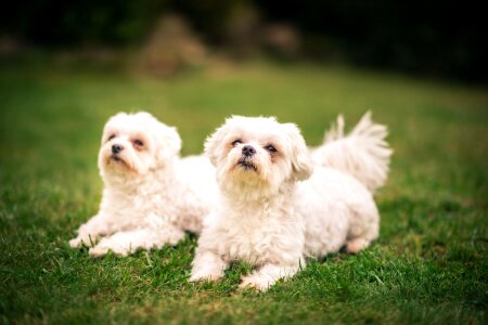 Best friend loyalty animal portrait