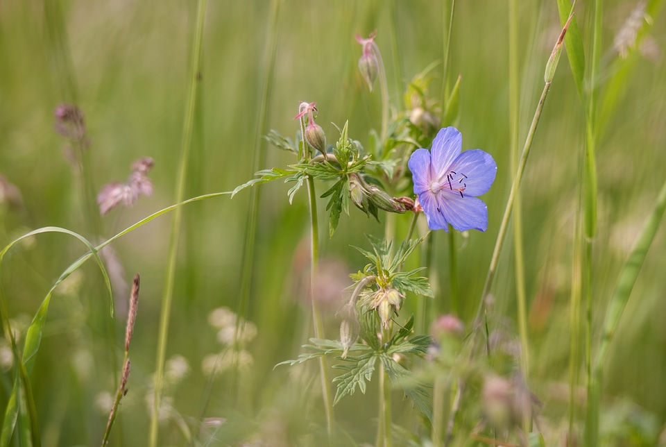 Violet stengel nature