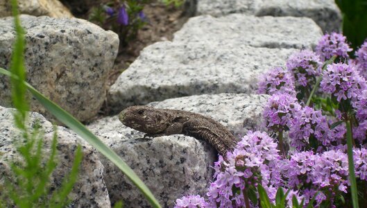 Summer reptile granite