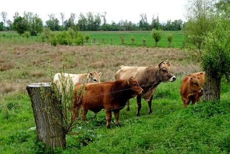 Cow herd grazing cows photo