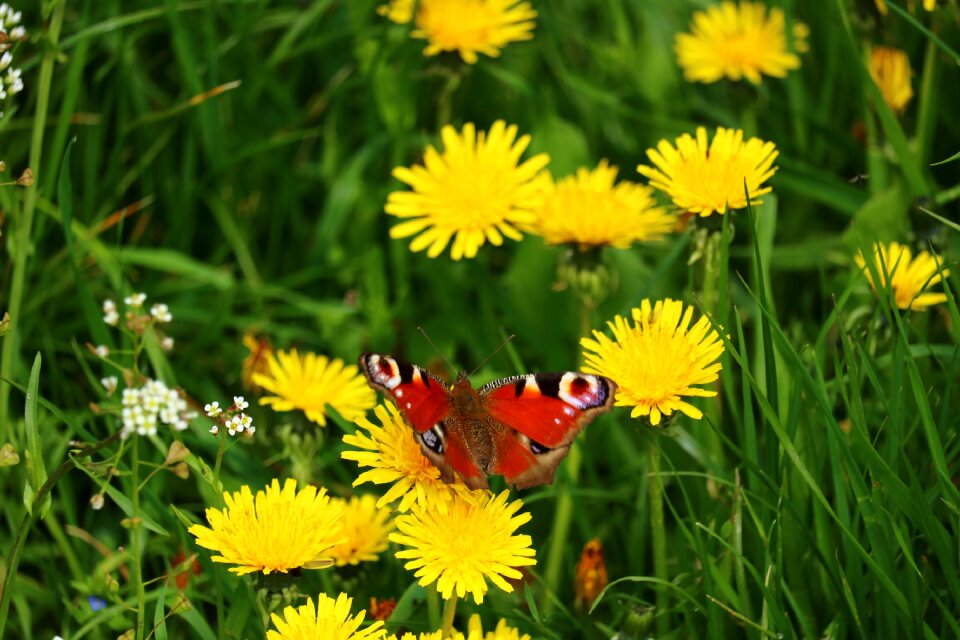 Eye moths insect flower