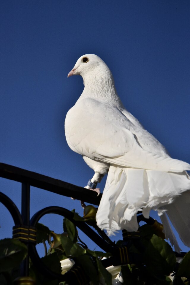 Feather white love