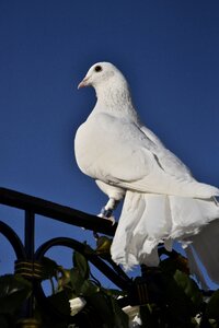 Feather white love