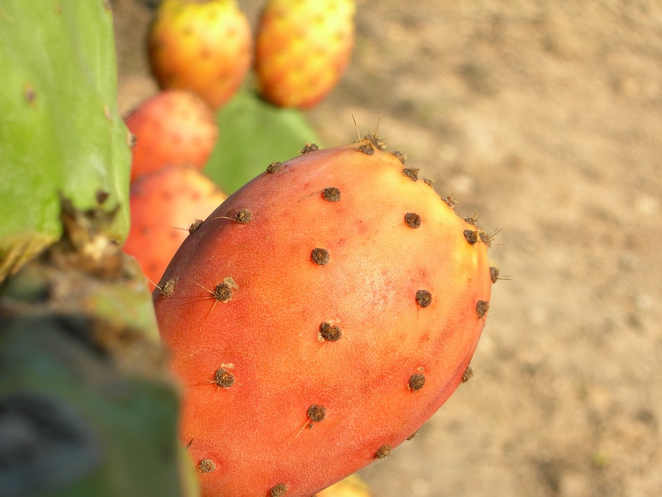 Prickly pear thorny spines