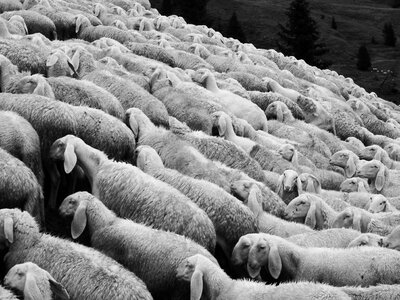 Flock animals meadow