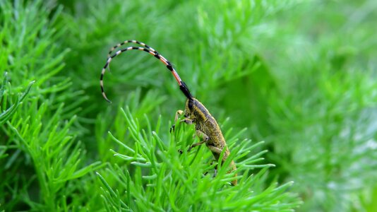 Macro nature arthropod