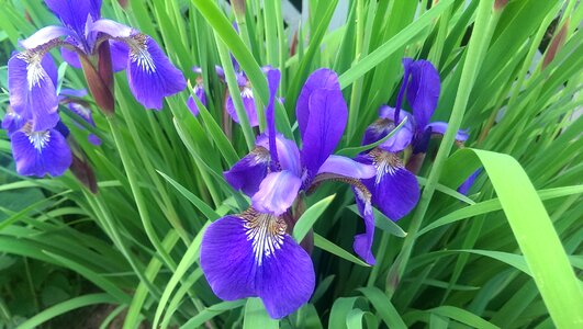 Garden outdoor flowering