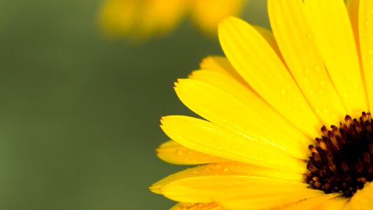 Calendula yellow flower