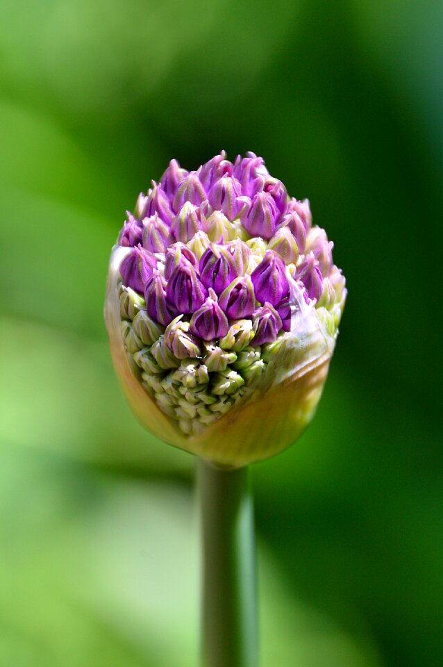Flower bulbs purple flower garden
