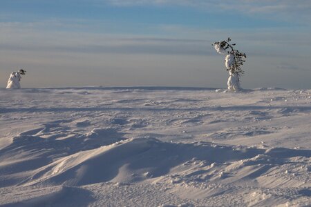 Lapland cold tree