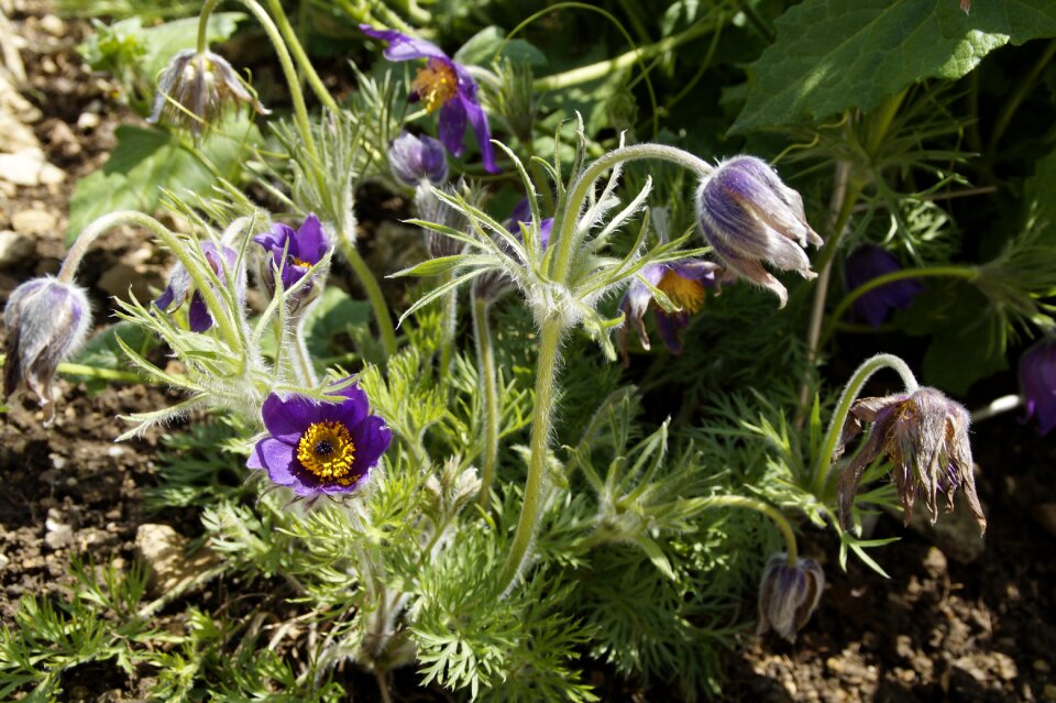 Homeopathy medical medicinal plant