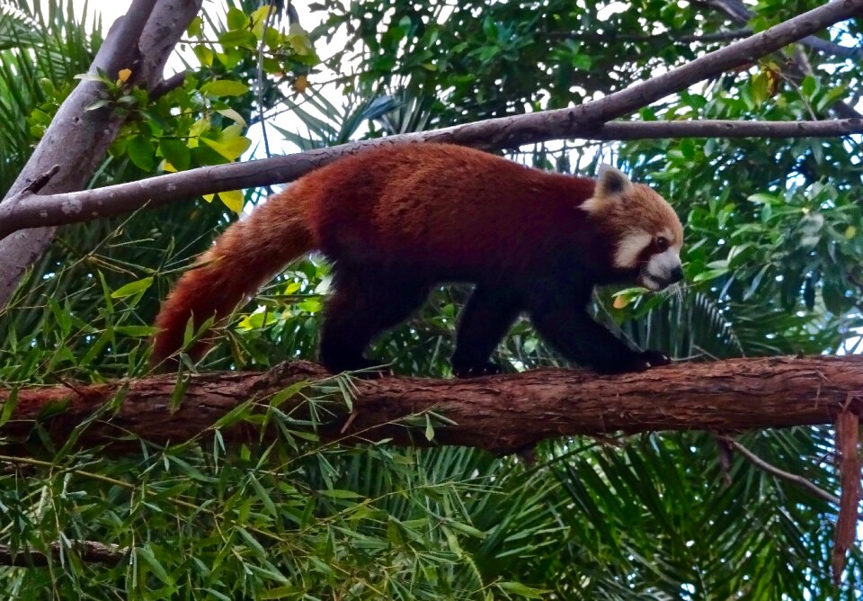 Cute adorable endangered