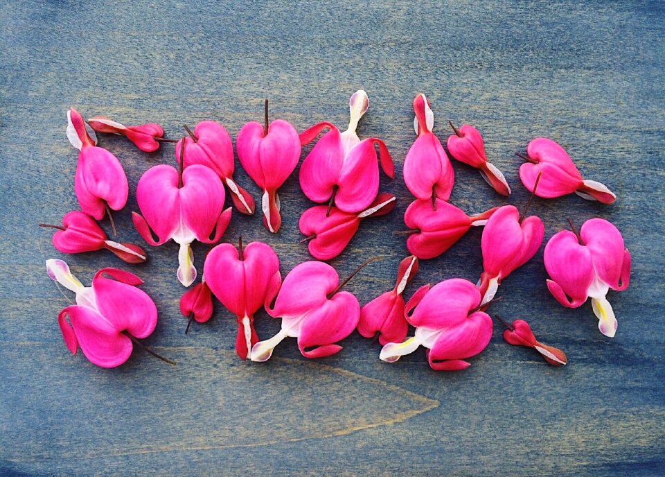 Heart plant floral