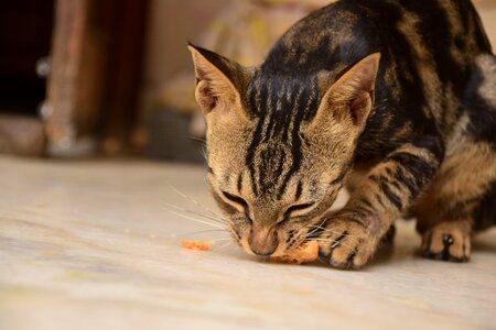 Delhi animal