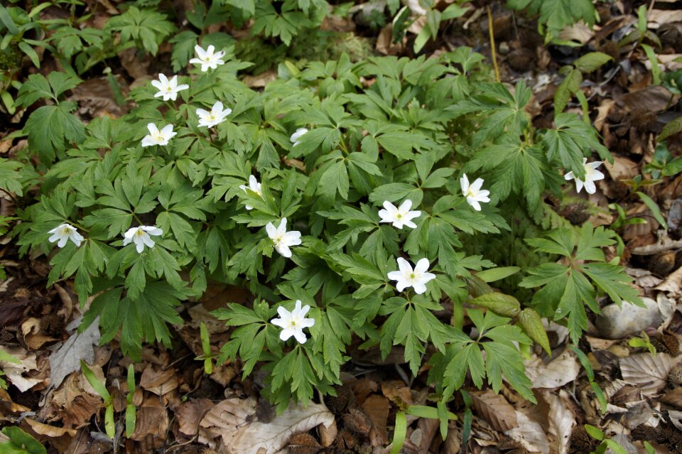 Wild anemone anemone early bloomer