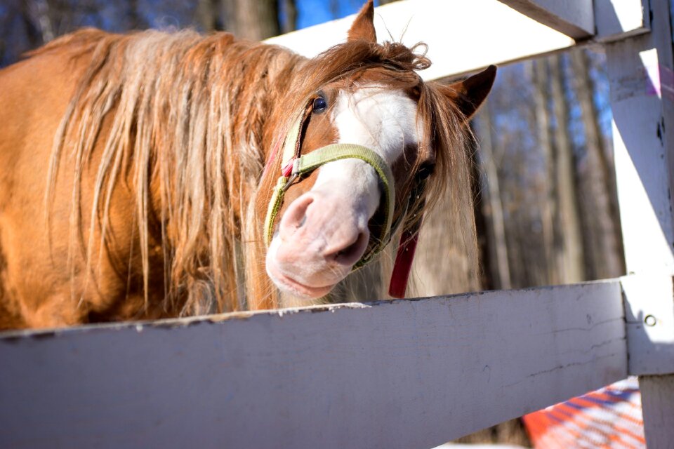 Horse park Free photos