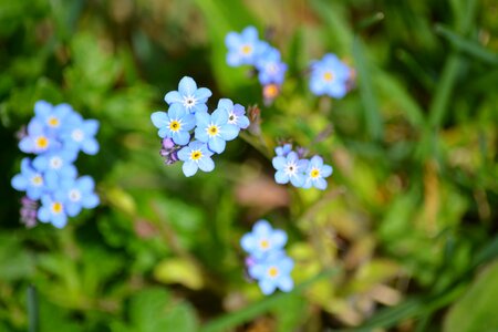 Plant forget me not garden