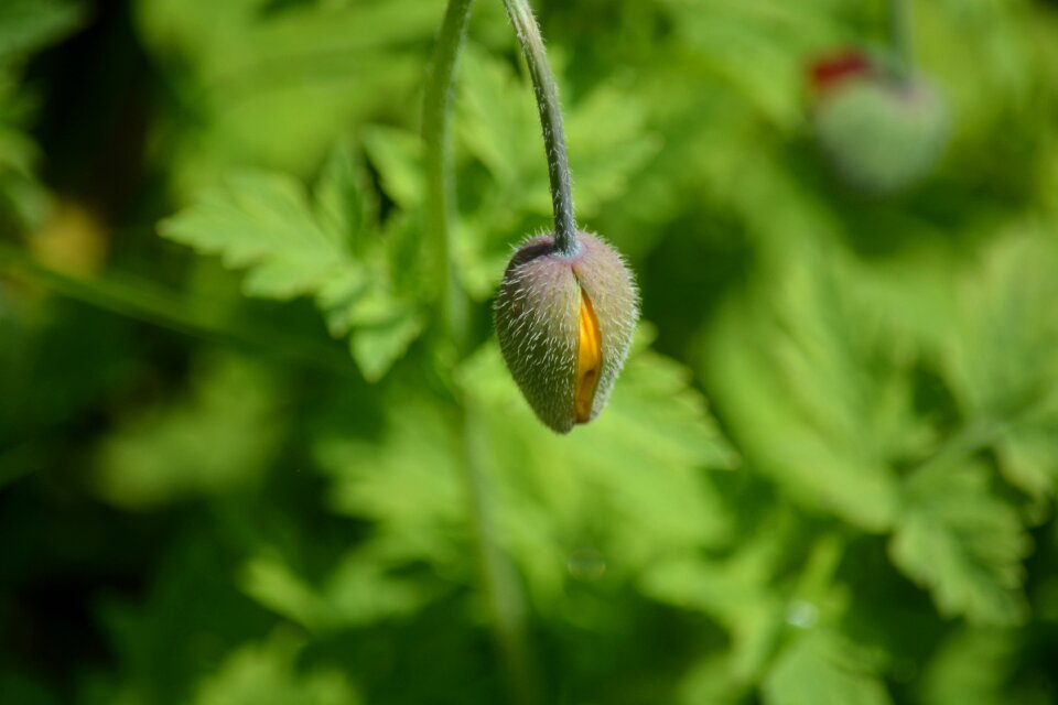 Poppy yellow garden