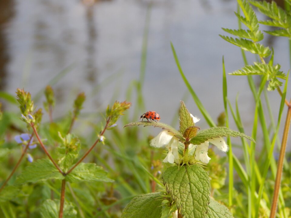 Nature insect beetle