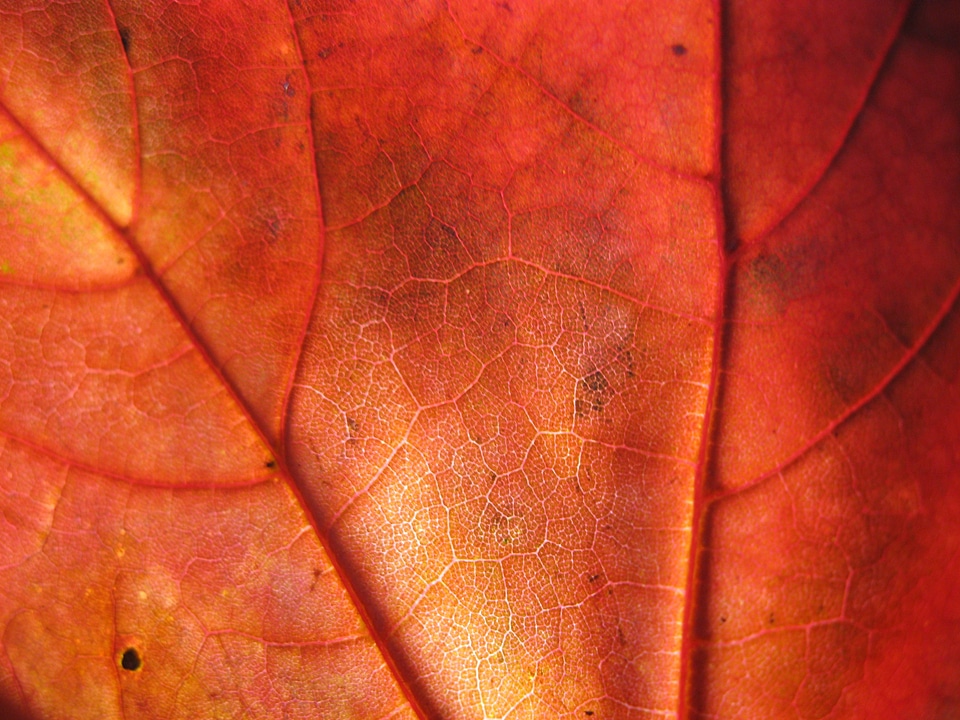 Structure fall color gold