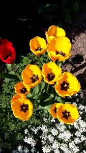 Tulips flowers garden