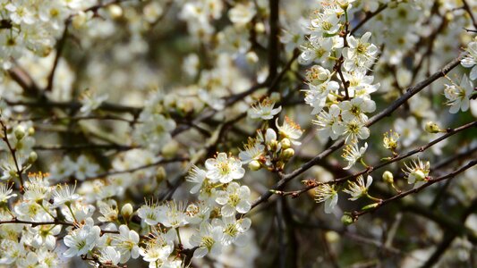 White flowers flowering shrub spring aspect photo