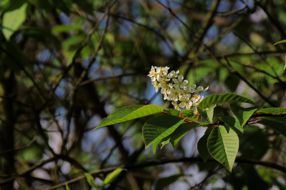 Flowers flower cherry flowering plants