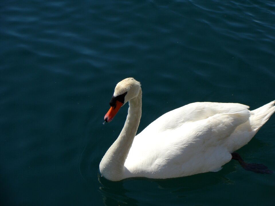 Wildlife elegance graceful