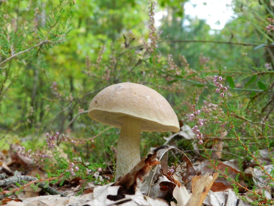 Rough boletus nature summer