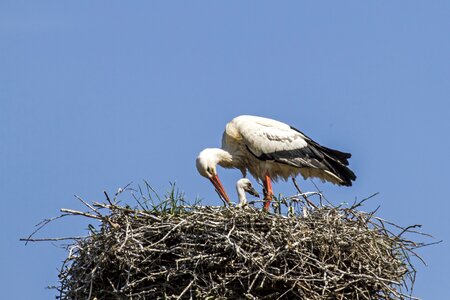Stork storchennest plumage