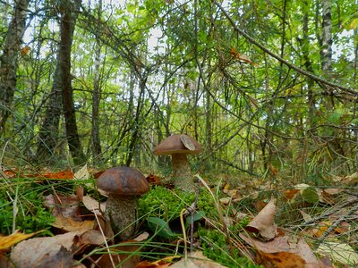 Brothers mushrooms boletus