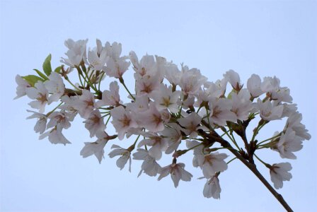 Cherry spring blossom photo