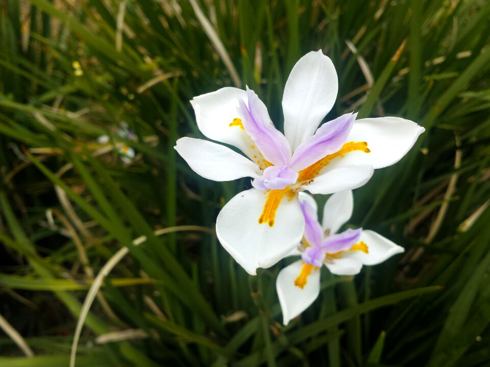 Garden white flowers gardening