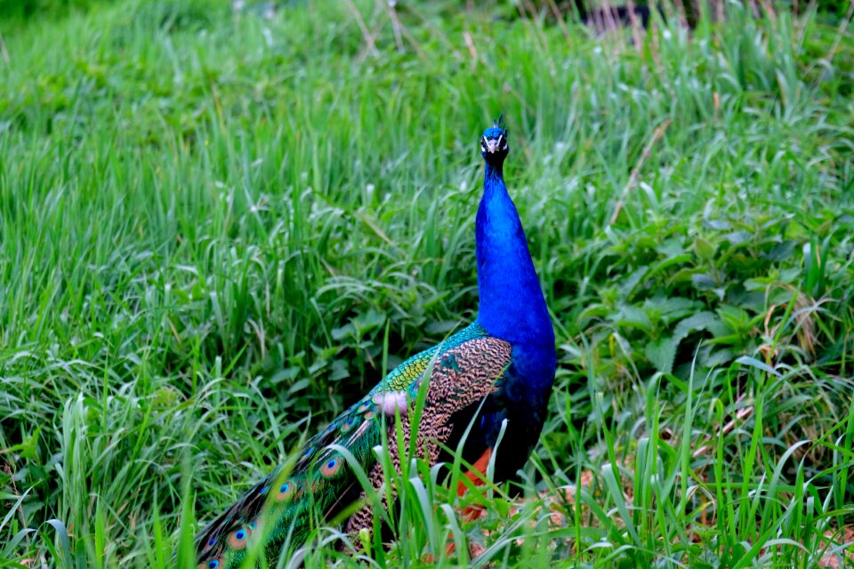 Feather nature animal