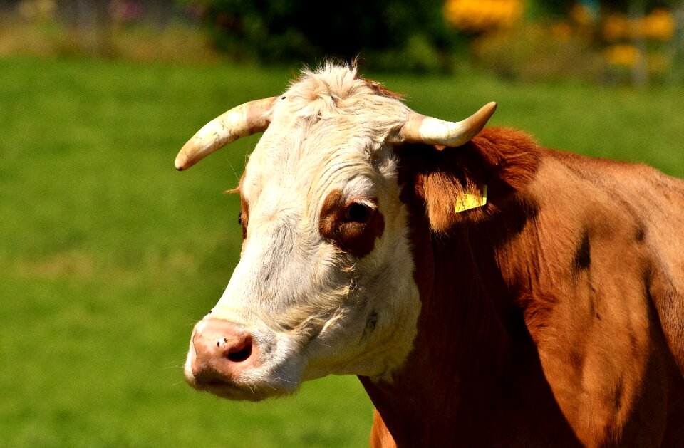 Livestock farm animal animal world