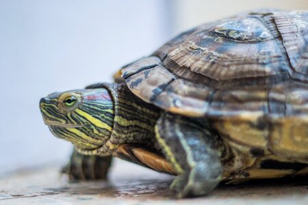 Animal tortoise reptile