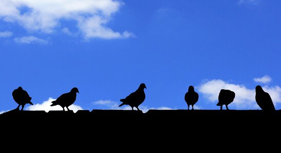 Birds pigeons roof photo