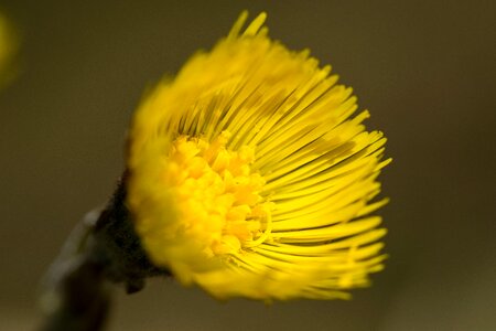 Yellow inflorescence spring